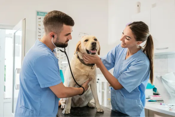 Two veterinary professionals examining a yellow Labrador retriever in a clinic.